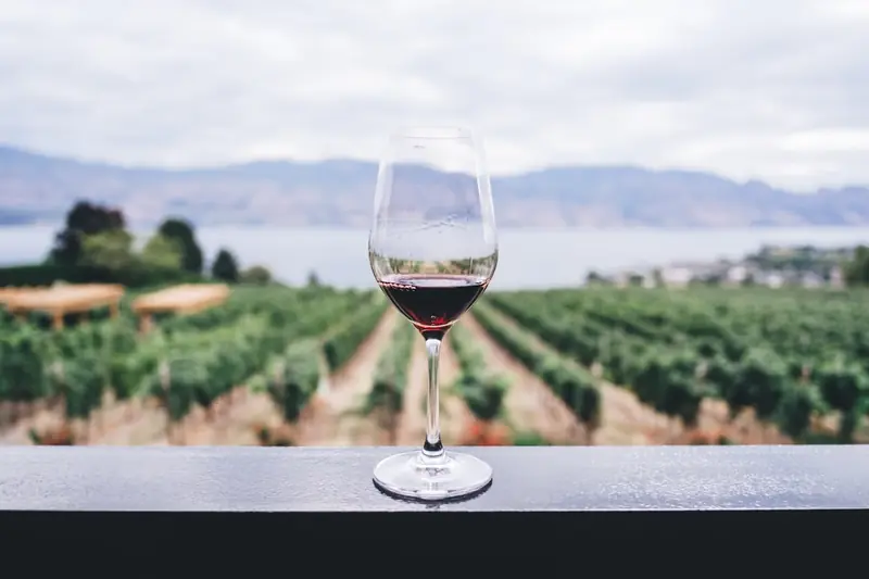 A glass of red wine overlooking rows of vines